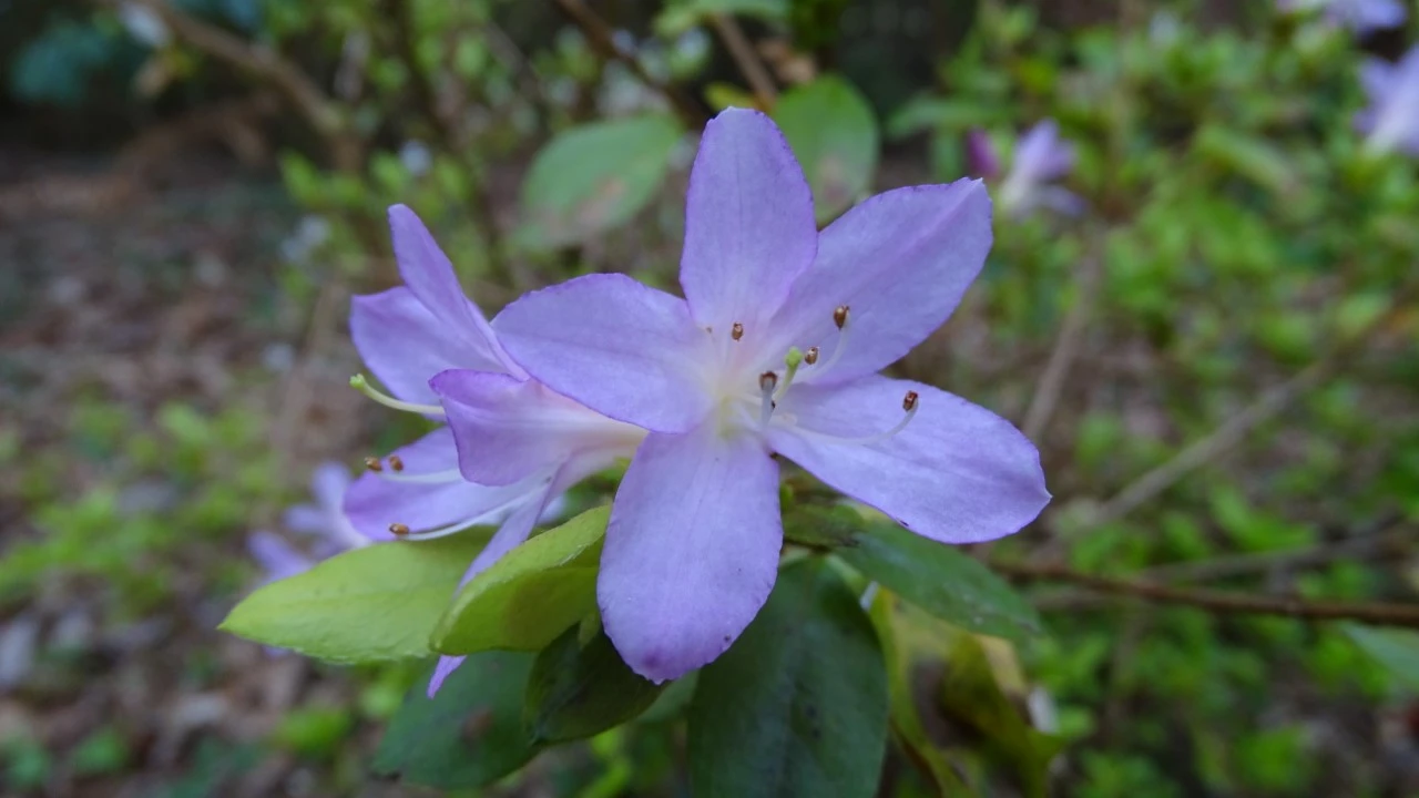 'Omoine' Wilson No 25